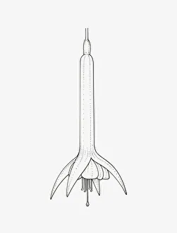 Black and White Illustration of tubular Fuchsia Triphylla Group flower head Black and White Illustration of tubular Fuchsia Triphylla Group flower head