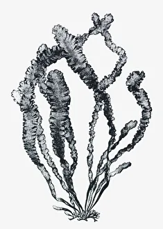 Black and white illustration of Ulva sp. (Sea lettuce) Black and white illustration of Ulva sp. (Sea lettuce)