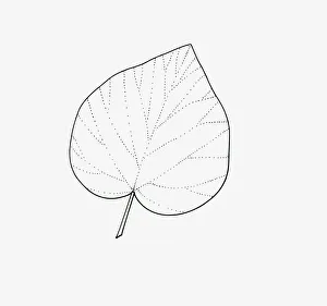 Black and white illustration of unlobed Hedera (Ivy) leaf Black and white illustration of unlobed Hedera (Ivy) leaf