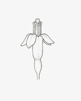 Black and White Illustration of upright form Fuchsia procumbens flower head Black and White Illustration of upright form Fuchsia procumbens flower head
