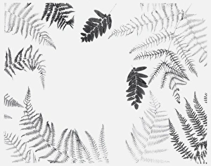 Black and white illustration of various dried leaves including ferns Black and white illustration of various dried leaves including ferns