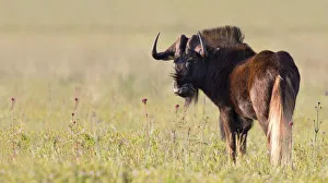 Black Wildebeest (Connochaetes gnou) stood in long grassland, South Africa Black Wildebeest (Connochaetes gnou) stood in long grassland, South Africa