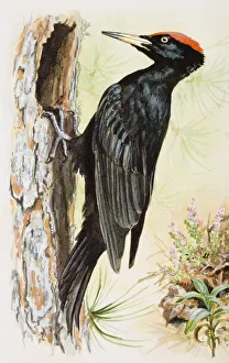 Black woodpecker (Dryocopus martius), perching on trees bark Black woodpecker (Dryocopus martius), perching on trees bark