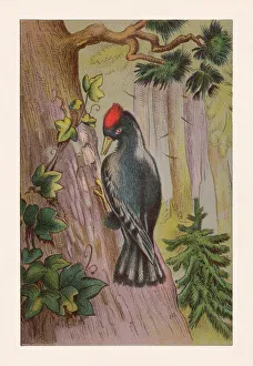 Black woodpecker (Dryocopus martius), chromolithograph, published in 1888 Black woodpecker (Dryocopus martius), chromolithograph, published in 1888