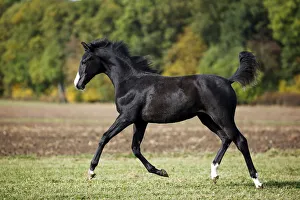 Black Wuerttemberg foal, trotting across a meadow, Satteldorf, Hohenlohe Black Wuerttemberg foal, trotting across a meadow, Satteldorf, Hohenlohe