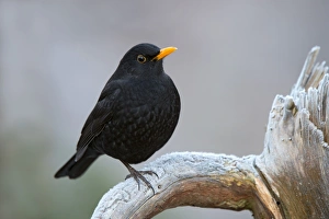 Blackbird -Turdus merula-, male, Tyrol, Austria Blackbird -Turdus merula-, male, Tyrol, Austria