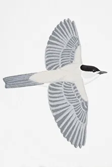 Blackcap (Sylvia atricapilla), adult male Blackcap (Sylvia atricapilla), adult male