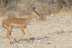 Blacked-faced Impala -Aepyceros melampus petersi-, Etosha National Park, Namibia Blacked-faced Impala -Aepyceros melampus petersi-, Etosha National Park, Namibia