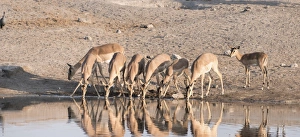 Blacked-faced Impala or Black-faced Impala -Aepyceros melampus petersi-, herd drinking at the Chudop waterhole Blacked-faced Impala or Black-faced Impala -Aepyceros melampus petersi-, herd drinking at the Chudop waterhole