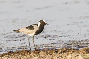 Blacksmith plover -Vanellus armatus-, Etosha National Park, Namibia, Africa Blacksmith plover -Vanellus armatus-, Etosha National Park, Namibia, Africa