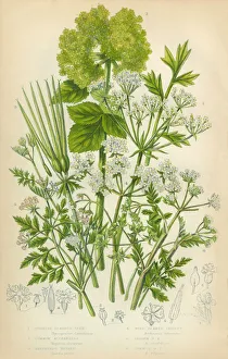 Bladderseed, Horse Parsley, Parsley, Shepherds Needle, Victorian Botanical Illustration Bladderseed, Horse Parsley, Parsley, Shepherds Needle, Victorian Botanical Illustration