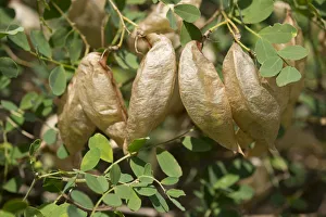 Bladdersenna or Bladder Senna -Colutea arborescens-, fruits, Thuringia, Germany Bladdersenna or Bladder Senna -Colutea arborescens-, fruits, Thuringia, Germany