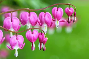Bleeding Heart -Lamprocapnos spectabili-, Germany Bleeding Heart -Lamprocapnos spectabili-, Germany
