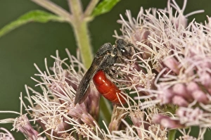 Blood Bee -Sphecodes albilabris- on Hemp-agrimony -Eupatorium cannabinum Blood Bee -Sphecodes albilabris- on Hemp-agrimony -Eupatorium cannabinum