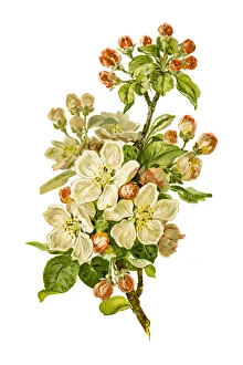 Blooming apple branch 19 century illustration Blooming apple branch 19 century illustration
