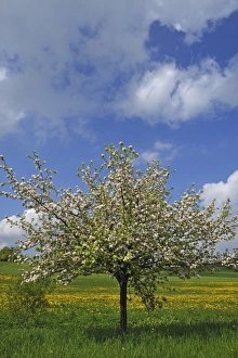 Blossoming Apple Tree -Malus domesticus-, dandelion meadow village of Pettensiedel at Blossoming Apple Tree -Malus domesticus-, dandelion meadow village of Pettensiedel at