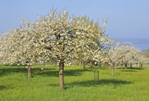 Blossoming apple trees on Lake Constance, Baden-Wuerttemberg, Germany, Europe Blossoming apple trees on Lake Constance, Baden-Wuerttemberg, Germany, Europe