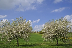 Two blossoming Apple Trees -Malus domesticus- on a meadow, Pettensiedel, Igensdorf Two blossoming Apple Trees -Malus domesticus- on a meadow, Pettensiedel, Igensdorf