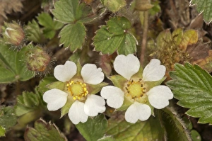 Blossoming Barren Strawberry -Potentilla sterilis-, Untergroningen, Abtsgmuend Blossoming Barren Strawberry -Potentilla sterilis-, Untergroningen, Abtsgmuend