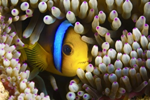 Blue Banded Clown fish hiding in an anemone, Fiji Blue Banded Clown fish hiding in an anemone, Fiji