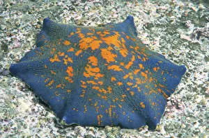 Blue Bat Star -Patiria pectinifera-, genetic mutation, six arms instead of five Blue Bat Star -Patiria pectinifera-, genetic mutation, six arms instead of five