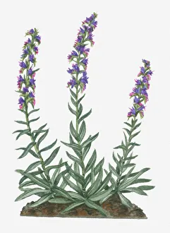blue, botany, change, cut out, day, echium vulgare, flora, flower, green, hairy, herb blue, botany, change, cut out, day, echium vulgare, flora, flower, green, hairy, herb