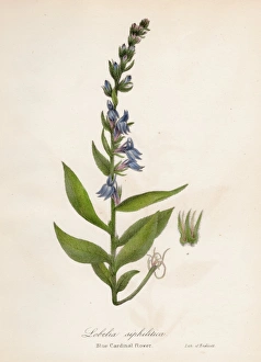 Blue cardinal flower botanical engraving 1843 Blue cardinal flower botanical engraving 1843