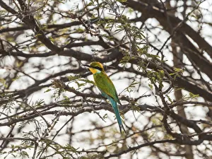 Blue-cheeked Bee-eater -Merops persicus- perched on a dry acacia tree Blue-cheeked Bee-eater -Merops persicus- perched on a dry acacia tree