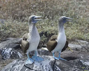 Blue-footed Boobies -Sula nebouxii-, Isla Espanola, Galapagos Islands Blue-footed Boobies -Sula nebouxii-, Isla Espanola, Galapagos Islands