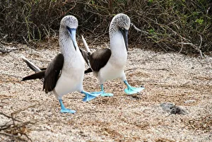 Nature wildlife/beautiful bird species blue footed booby sula nebouxii/blue footed booby courtship Nature wildlife/beautiful bird species blue footed booby sula nebouxii/blue footed booby courtship
