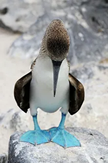 Nature wildlife/beautiful bird species blue footed booby sula nebouxii/blue footed booby sula nebouxii Nature wildlife/beautiful bird species blue footed booby sula nebouxii/blue footed booby sula nebouxii
