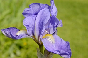 Blue Iris Barbata flower -Iris barbata elatior-, hybrid Blue Iris Barbata flower -Iris barbata elatior-, hybrid