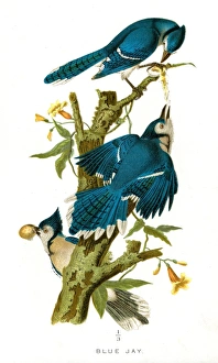 Blue Jay bird lithograph 1897 Blue Jay bird lithograph 1897