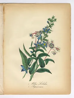 Blue Lobelia and Pipsissewa, Wintergreen, Victorian Botanical Illustration Blue Lobelia and Pipsissewa, Wintergreen, Victorian Botanical Illustration