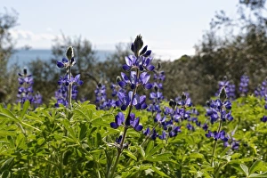 Blue Lupine or Narrow-leafed Lupine -Lupinus angustifolius-, Troas, Aegais, Marmara Region, Turkey Blue Lupine or Narrow-leafed Lupine -Lupinus angustifolius-, Troas, Aegais, Marmara Region, Turkey