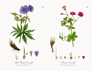 Blue Meadow Cranesbill, Geranium Pratense, Victorian Botanical Illustration, 1863 Blue Meadow Cranesbill, Geranium Pratense, Victorian Botanical Illustration, 1863