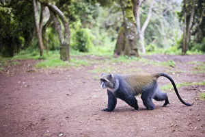 Blue Monkey, Cercopithecus mitis, roaming the rainforests of Mount Kilimanjaro, Kilimanjaro Region, Tanzania Blue Monkey, Cercopithecus mitis, roaming the rainforests of Mount Kilimanjaro, Kilimanjaro Region, Tanzania