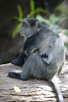 Blue Monkey or Diademed Monkey -Cercopithecus mitis-, Lake Manyara National Park, Tanzania, Africa Blue Monkey or Diademed Monkey -Cercopithecus mitis-, Lake Manyara National Park, Tanzania, Africa
