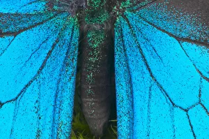 Blue mountain swallowtail (Papilio ulysses) wings and abdomen, detail Blue mountain swallowtail (Papilio ulysses) wings and abdomen, detail