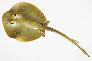 Blue Spotted Stingray (Dasyatis kuhlii, also known as Kuhls Stingray Blue Spotted Stingray (Dasyatis kuhlii, also known as Kuhls Stingray