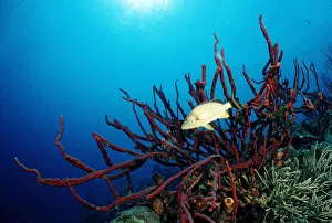 Blue Striped Grunt (Haemulon sciurus) with sponge, Trinidad, Caribbean Sea Blue Striped Grunt (Haemulon sciurus) with sponge, Trinidad, Caribbean Sea