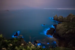 Blue Tears Bioluminescent algae Noctiluca Scintillans Blue Tears Bioluminescent algae Noctiluca Scintillans