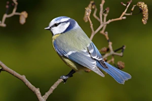 Blue tit -Parus caeruleus- perched on an alder branch Blue tit -Parus caeruleus- perched on an alder branch
