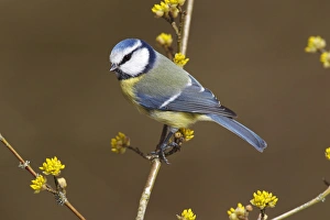 Blue Tit -Parus caeruleus syn Cyanistes caeruleus- perched on a twig, Neunkirchen Blue Tit -Parus caeruleus syn Cyanistes caeruleus- perched on a twig, Neunkirchen
