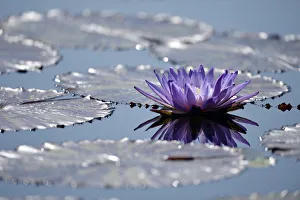 Blue water lily or Australian water lily -Nymphaea gigantea- next to giant water lilies Blue water lily or Australian water lily -Nymphaea gigantea- next to giant water lilies