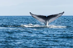 Blue whale (Balaenoptera musculus) tail fluke Blue whale (Balaenoptera musculus) tail fluke