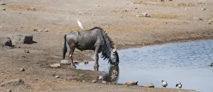 Blue Wildebeest -Connochaetes taurinus- with a Cattle Egret -Bubulcus ibis- on its back drinking at the waterhole of Blue Wildebeest -Connochaetes taurinus- with a Cattle Egret -Bubulcus ibis- on its back drinking at the waterhole of