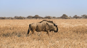 Blue Wildebeest -Connochaetes taurinus- in the dry grasslands, Etosha National Park, Namibia Blue Wildebeest -Connochaetes taurinus- in the dry grasslands, Etosha National Park, Namibia