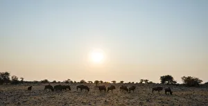 Blue Wildebeest -Connochaetes taurinus- herd in the evening light, Etosha National Park, Namibia Blue Wildebeest -Connochaetes taurinus- herd in the evening light, Etosha National Park, Namibia