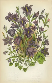 Bluebells, Bell Flower, Ivy, Creeping, Victorian Botanical Illustration Bluebells, Bell Flower, Ivy, Creeping, Victorian Botanical Illustration